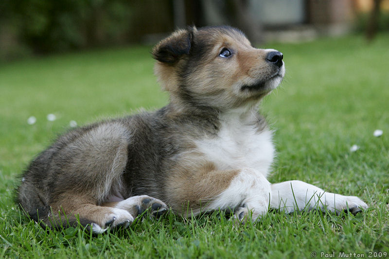  A8V6441 Archie puppy in garden